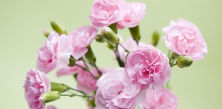 康乃馨的花语是什么