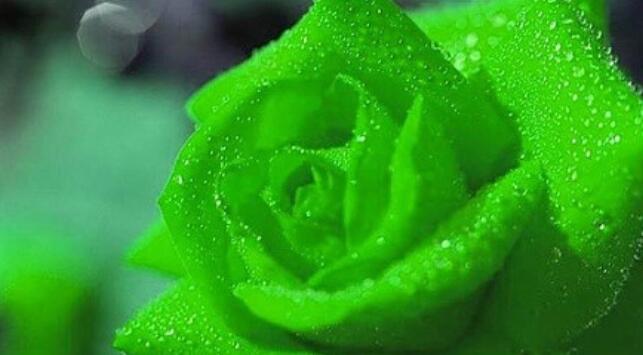 绿玫瑰花语是什么
