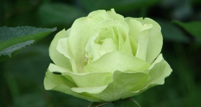 綠玫瑰花語是什么