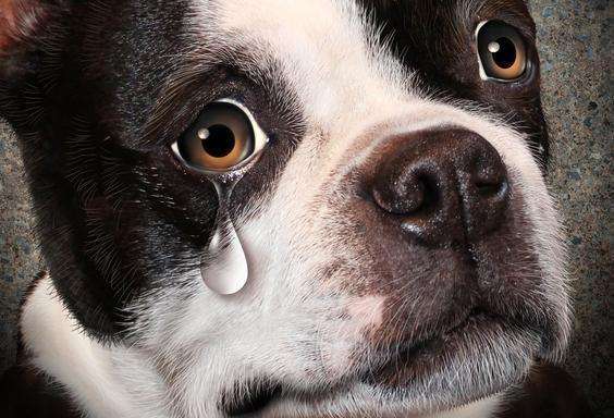 狗狗为什么总是流眼泪
