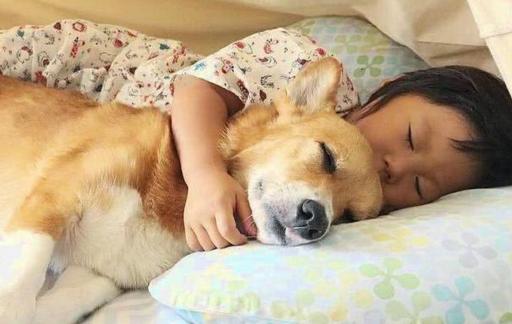 宠物狗能和人一起睡吗