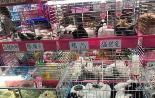 三大宠物市场在哪里