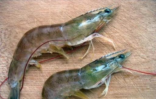 基围虾养殖技术条件
