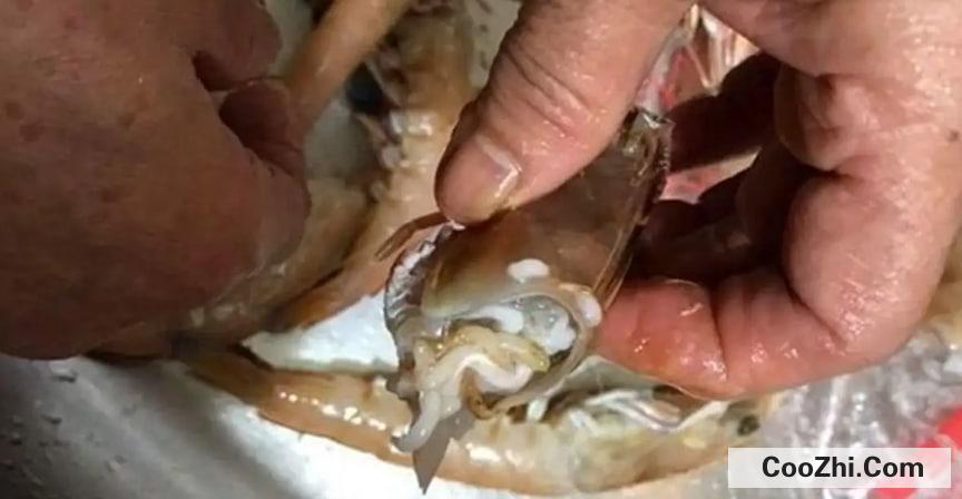 海虾有寄生虫吗