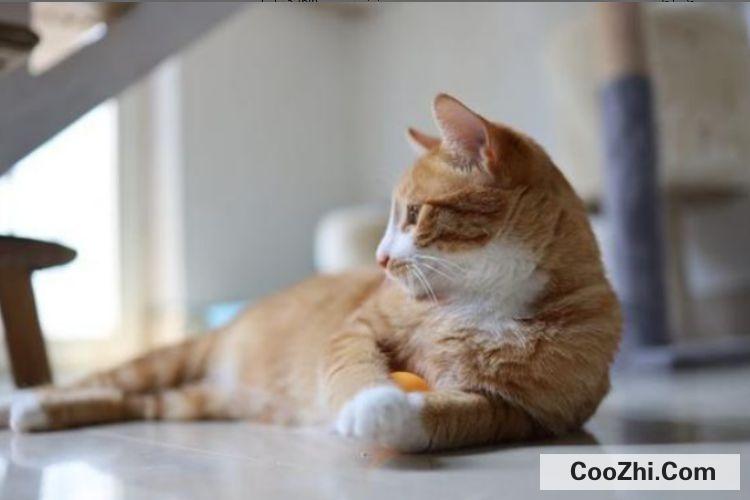 猫咪嘴里有腥臭味怎么办