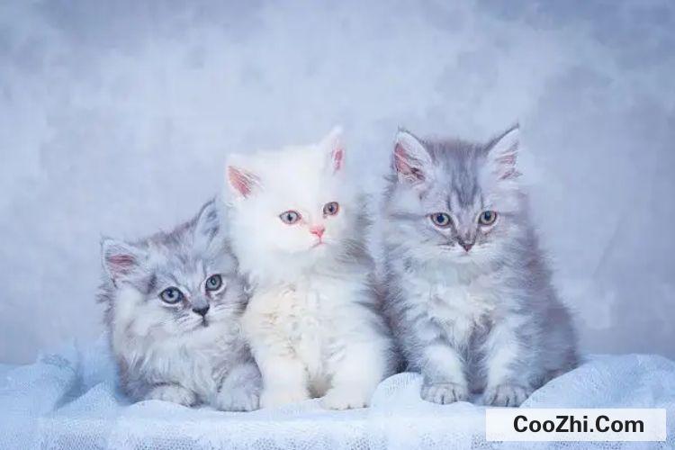 猫躲在沙发底下不出来怎么办