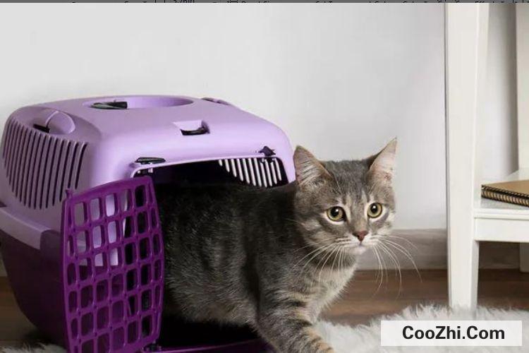 猫躲在沙发底下不出来怎么办