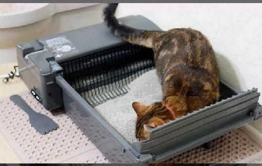 猫咪到新环境不上厕所怎么办