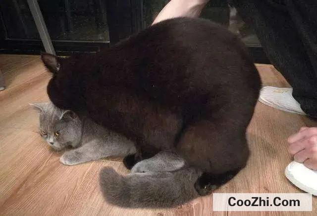 如何判断猫咪配对成功