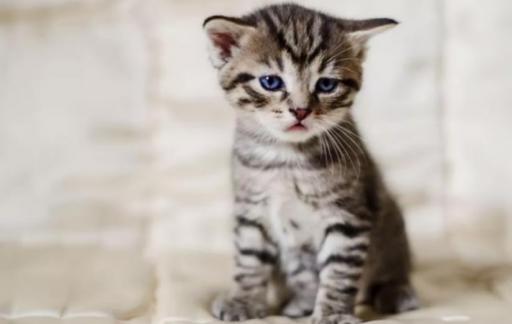 猫咪生病的症状有哪些