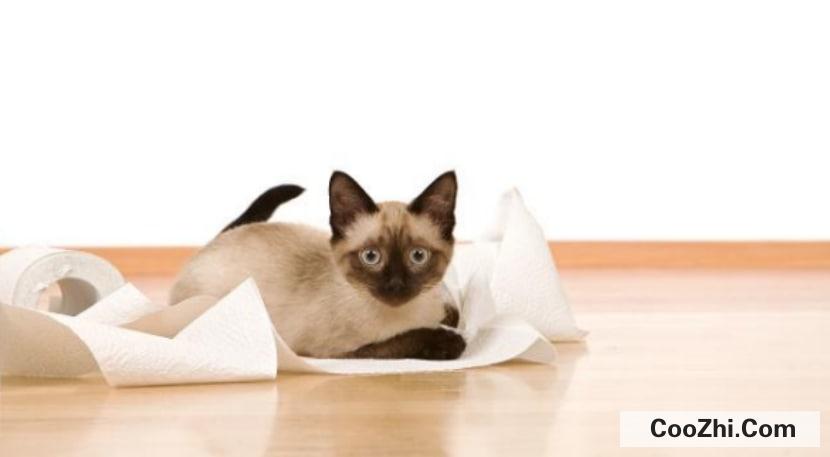 猫咪生病的症状有哪些