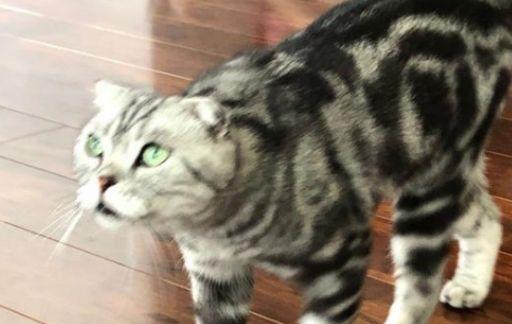 猫咪是否应该绝育？