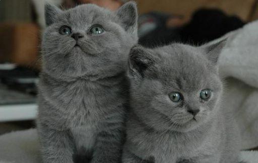 猫咪发情了怎么办？