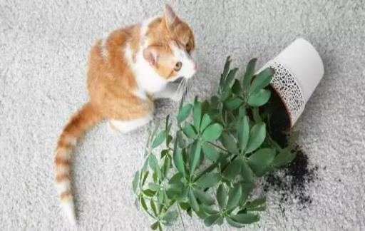 如何纠正猫咪破坏植物