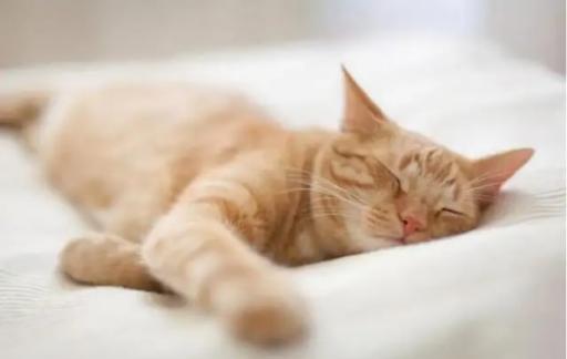 如何训练猫咪自己睡觉