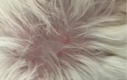 猫毛过敏有哪些症状