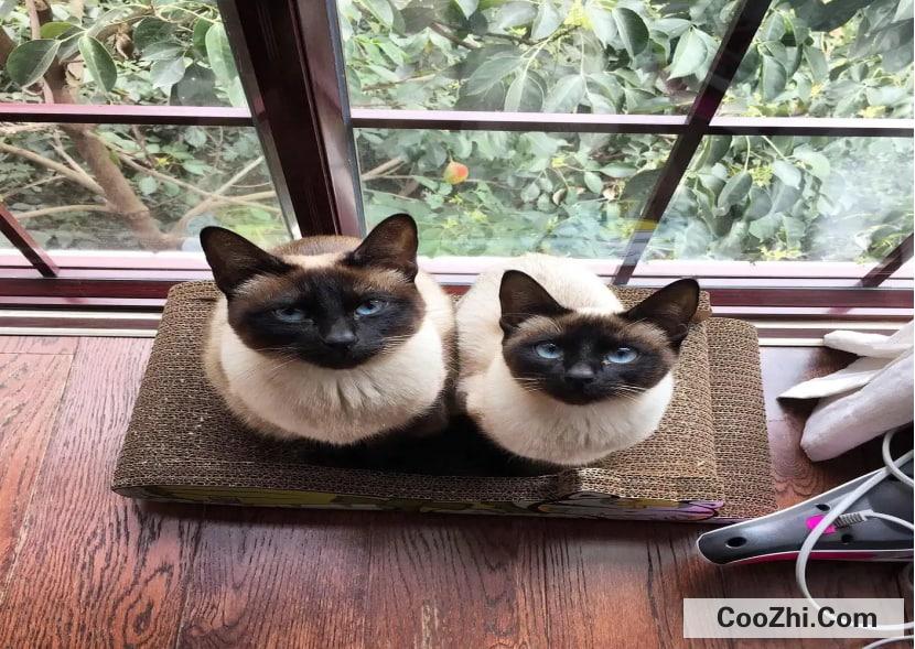 暹罗猫如何饲养?新手养暹罗猫基础知识!