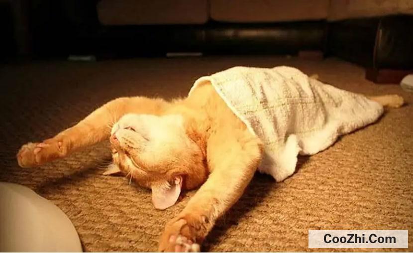 如何训练猫咪自己睡觉