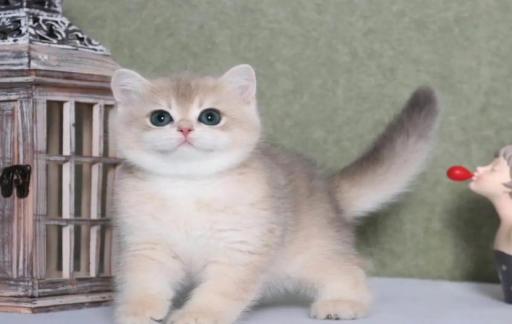 英国短毛猫一个月花费多少?英国短毛猫饲养!