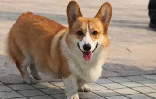 柯基犬腿为什么那么短