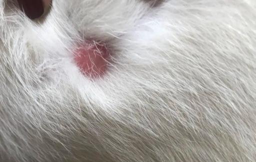 狗脖子上有个肉疙瘩硬的是什么越长越大