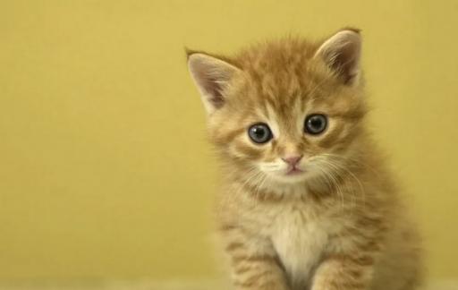 猫咪不拉大便怎么回事
