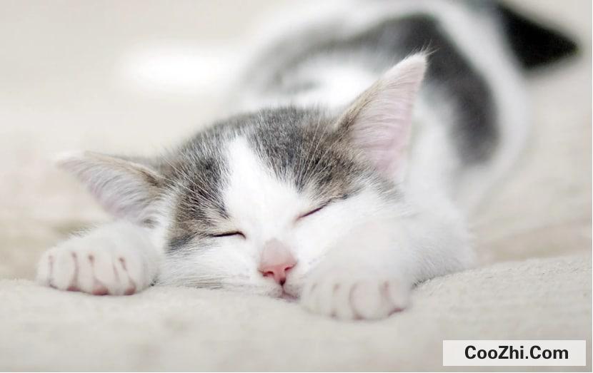 如何训练猫咪自己睡觉