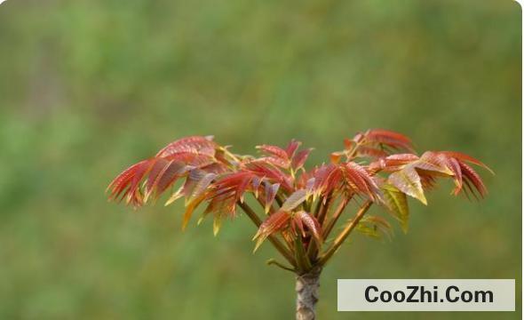 香椿怎么种植技术