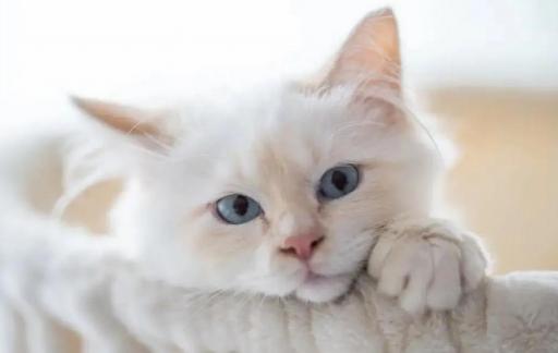 怎样预防猫咪生病