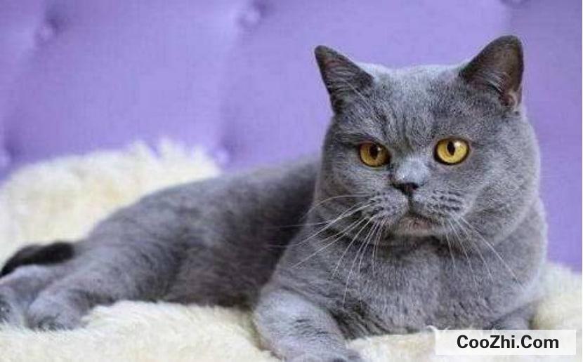 蓝猫感冒了怎么办