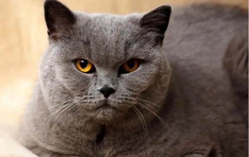 怎么给猫咪增肥