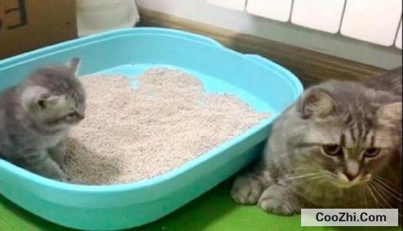 如何教猫咪使用猫砂