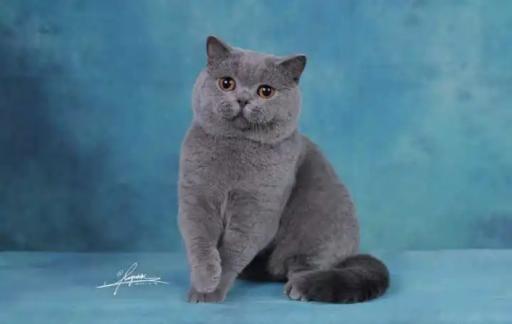 蓝猫感冒了怎么办
