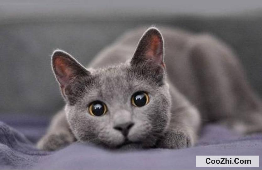 蓝猫感冒了怎么办
