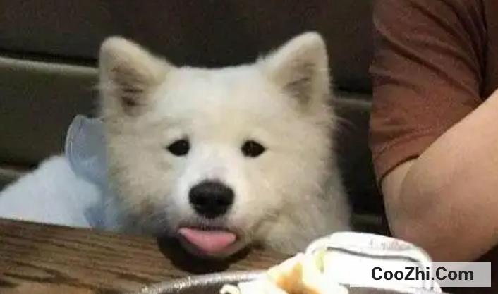 小狗肺炎治疗最佳方法