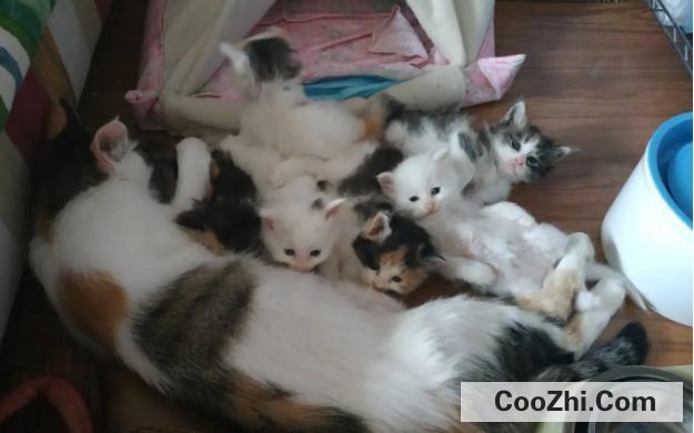 刚生下的小猫需要怎么护理