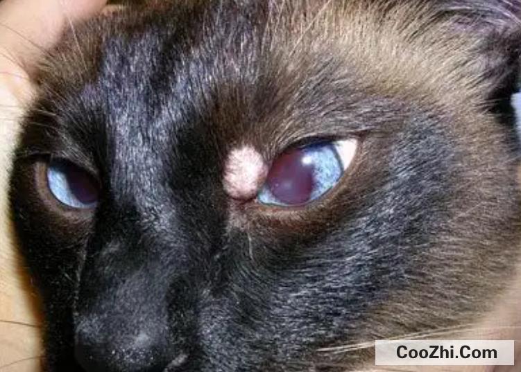 猫咪眼睛流血是什么病