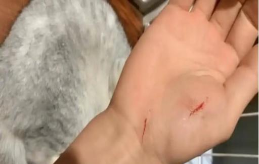 被家里养的宠物猫抓了怎么办
