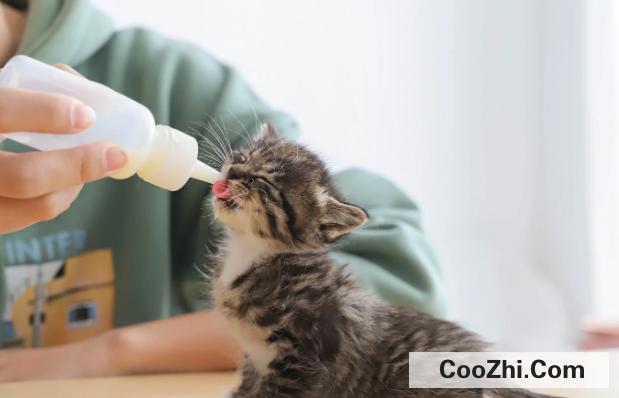刚生下的小猫需要怎么护理