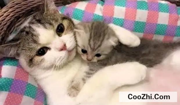 刚生下的小猫需要怎么护理