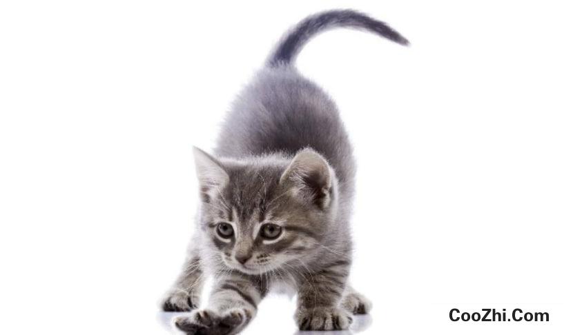 如何教猫咪使用猫砂