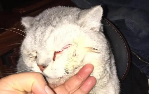 猫咪眼睛流血是什么病