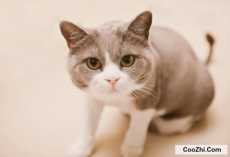 猫抖着尾巴向后滋尿怎么解决
