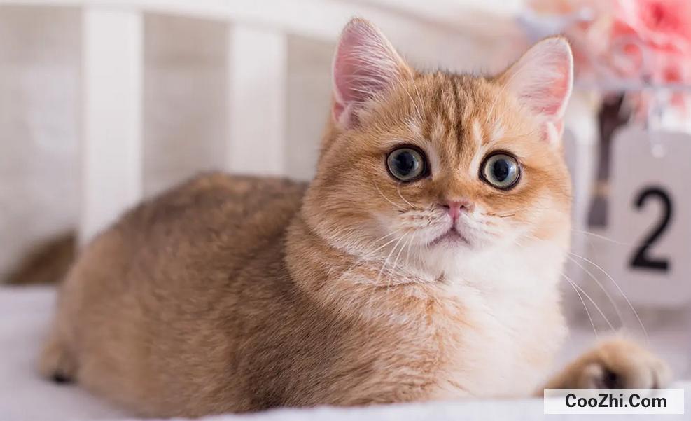 猫咪应激反应怎么处理