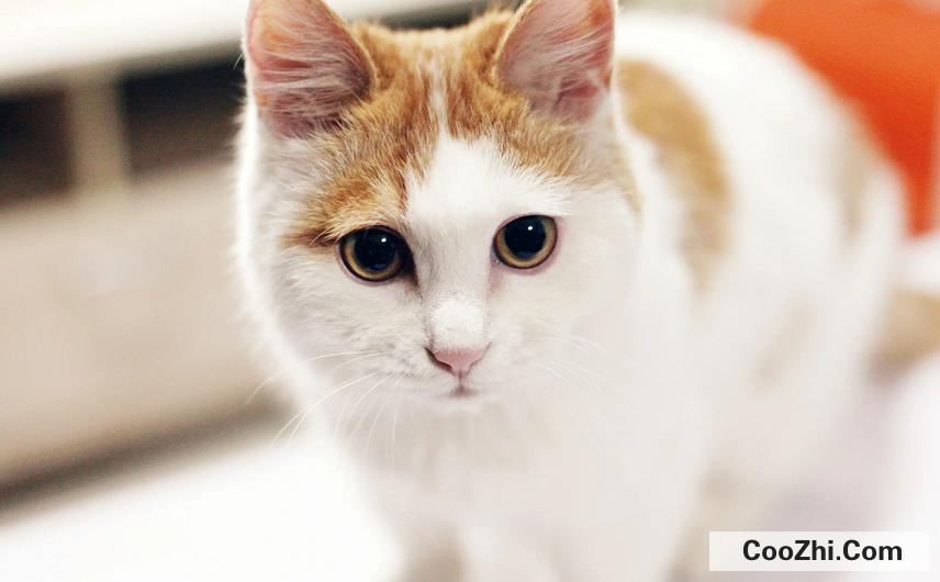 猫咪肾衰有哪些危害