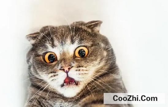 猫咪肾衰有哪些危害
