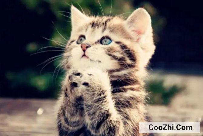 猫抖着尾巴向后滋尿怎么解决