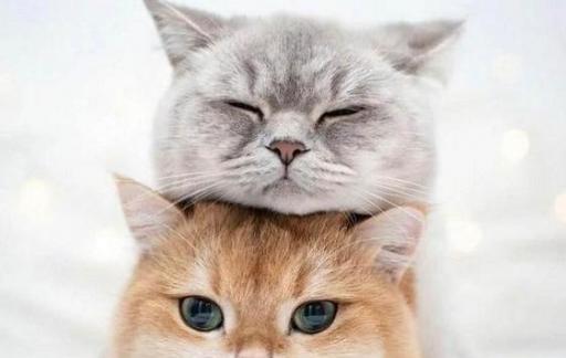 猫咪肾衰有哪些危害
