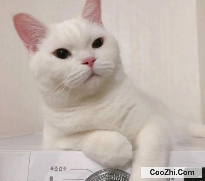 养猫需要注意的事项有哪些