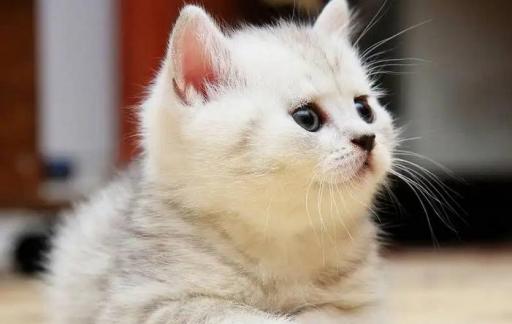 猫咪应激反应怎么处理